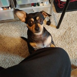 Meet your Posher, Dawn